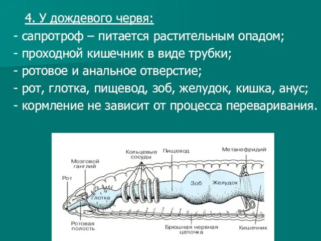 4. У дождевого червя: - сапротроф – питается растительным опадом; - проходной