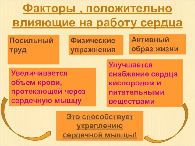 Факторы , положительно влияющие на работу сердца Физические упражнения Активный образ жизни