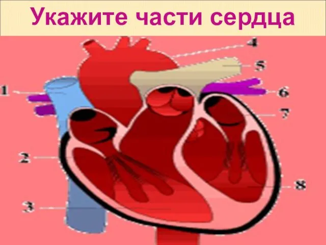 Укажите части сердца