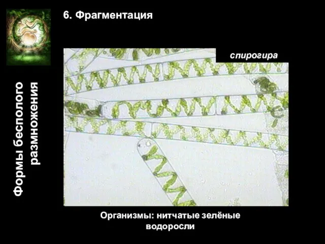 Формы бесполого размножения 6. Фрагментация дождевой червь Организмы: тип кольчатые черви Организмы: нитчатые зелёные водоросли спирогира