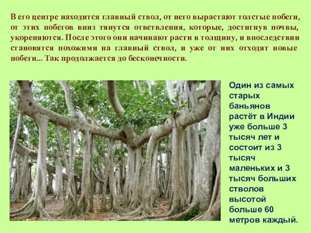 В его центре находится главный ствол, от него вырастают толстые побеги, от