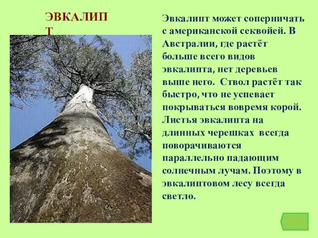 ЭВКАЛИПТ Эвкалипт может соперничать с американской секвойей. В Австралии, где растёт больше