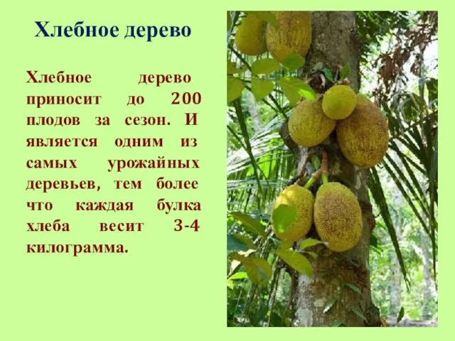 Хлебное дерево Хлебное дерево приносит до 200 плодов за сезон. И является