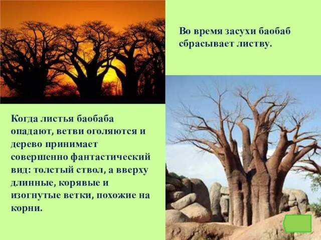 Когда листья баобаба опадают, ветви оголяются и дерево принимает совершенно фантастический вид: