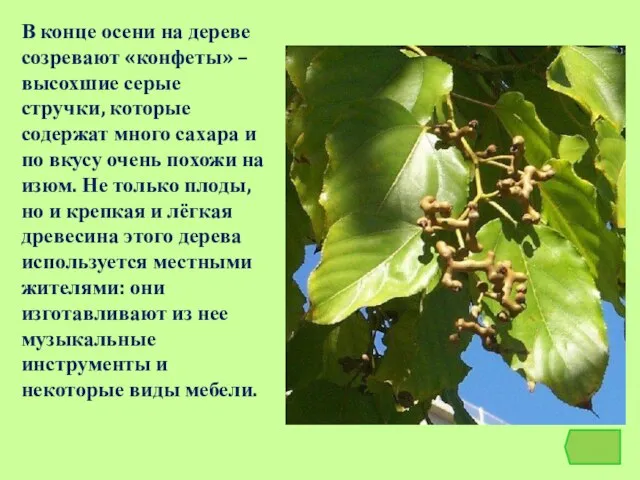 В конце осени на дереве созревают «конфеты» – высохшие серые стручки, которые