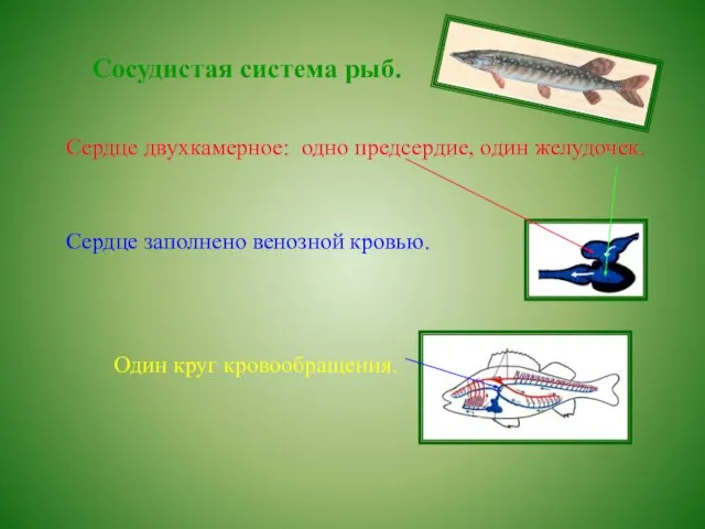 Сосудистая система рыб. Сердце двухкамерное: одно предсердие, один желудочек. Сердце заполнено венозной кровью. Один круг кровообращения.