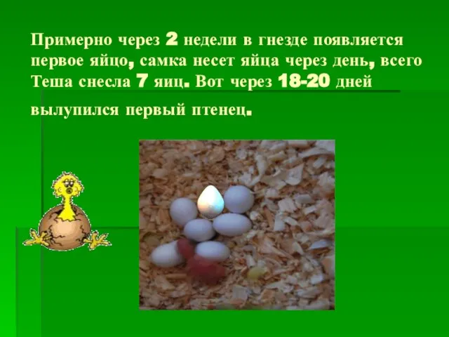 Примерно через 2 недели в гнезде появляется первое яйцо, самка несет яйца