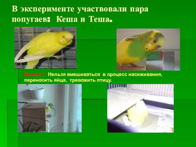 В эксперименте участвовали пара попугаев: Кеша и Теша. Вывод 1: Нельзя вмешиваться