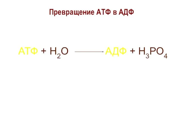 Превращение АТФ в АДФ АТФ + Н2О АДФ + Н3РО4