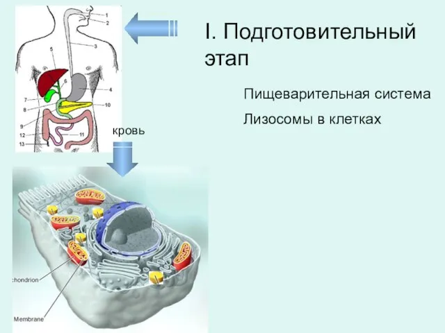 I. Подготовительный этап Пищеварительная система Лизосомы в клетках кровь