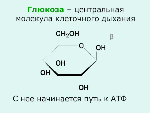 Глюкоза – центральная молекула клеточного дыхания С нее начинается путь к АТФ β