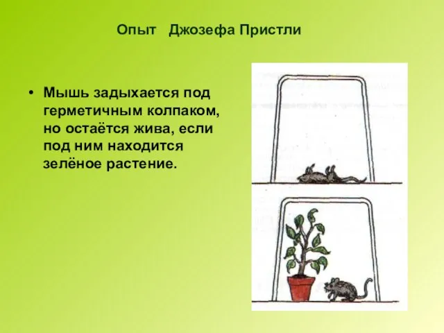 Опыт Джозефа Пристли Мышь задыхается под герметичным колпаком, но остаётся жива, если