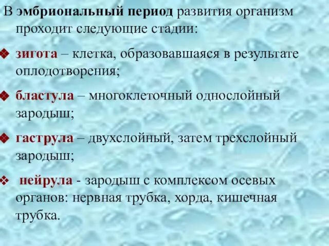 В эмбриональный период развития организм проходит следующие стадии: зигота – клетка, образовавшаяся