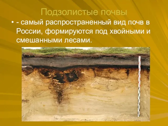 Подзолистые почвы - самый распространенный вид почв в России, формируются под хвойными и смешанными лесами.