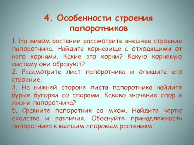 4. Особенности строения папоротников 1. На живом растении рассмотрите внешнее строение папоротника.