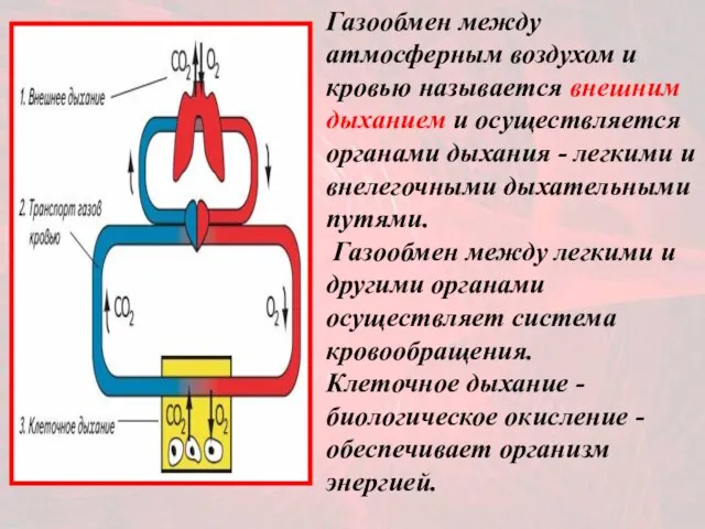 Газообмен между атмосферным воздухом и кровью называется внешним дыханием и осуществляется органами