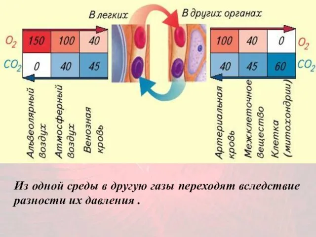 Из одной среды в другую газы переходят вследствие разности их давления .