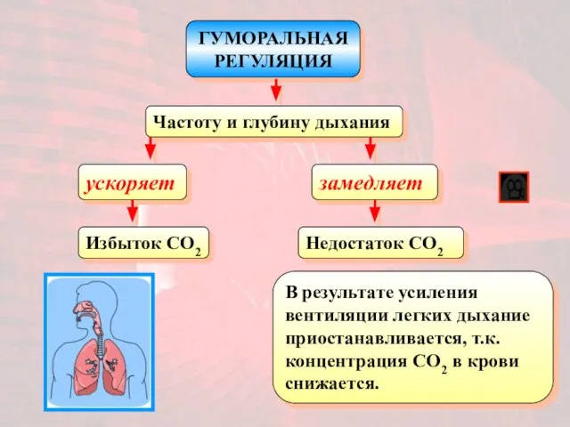 ГУМОРАЛЬНАЯ РЕГУЛЯЦИЯ Частоту и глубину дыхания ускоряет Избыток CO2 замедляет Недостаток CO2