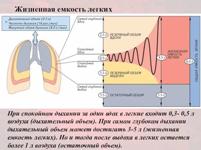 При спокойном дыхании за один вдох в легкие входит 0,3- 0,5 л