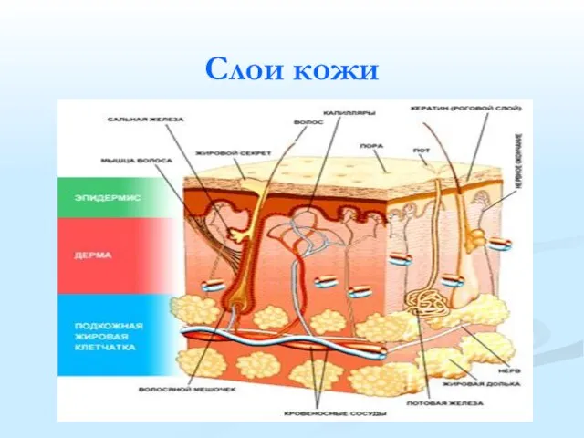 Слои кожи