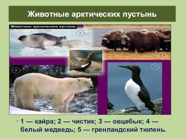 Животные арктических пустынь 1 — кайра; 2 — чистик; 3 — овцебык;