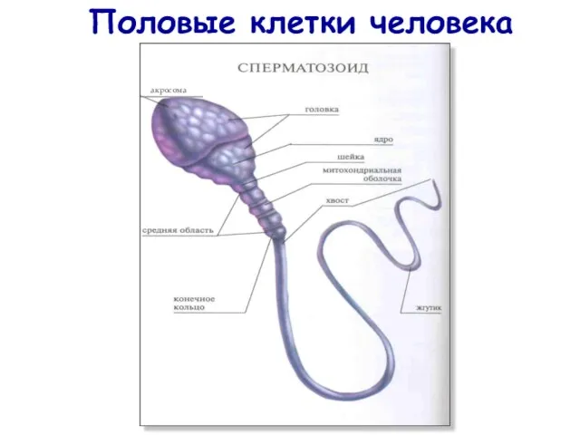 Половые клетки человека акросома