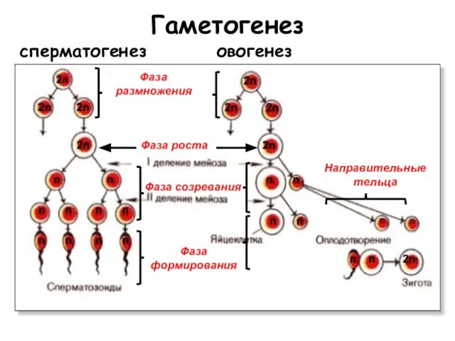 Гаметогенез сперматогенез овогенез Фаза размножения Фаза роста Фаза созревания Направительные тельца 2n