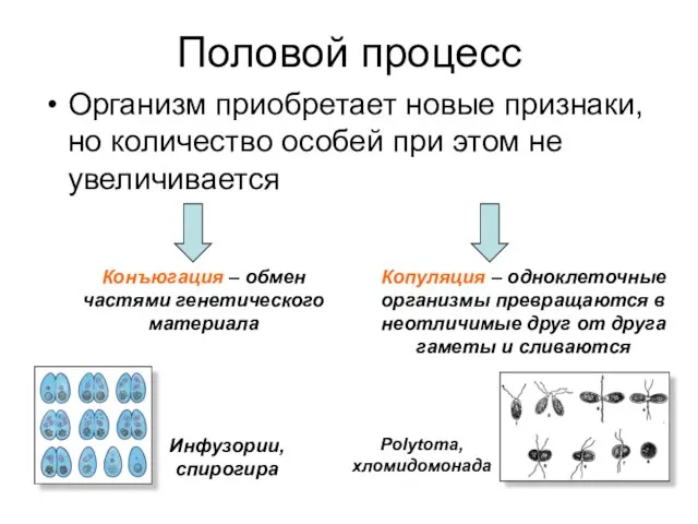 Половой процесс Организм приобретает новые признаки, но количество особей при этом не