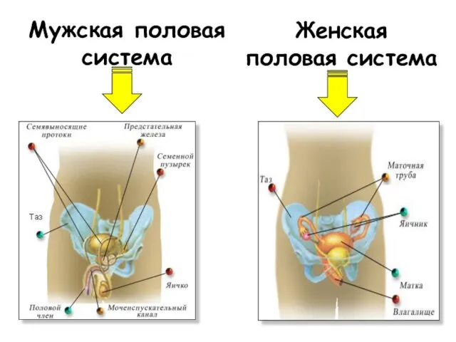 Мужская половая система Женская половая система