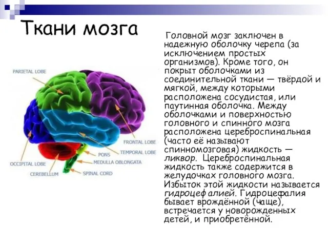 Ткани мозга Головной мозг заключен в надежную оболочку черепа (за исключением простых