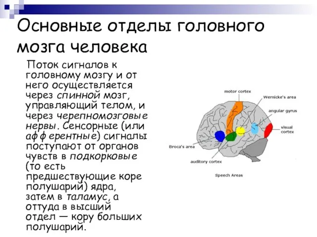 Основные отделы головного мозга человека Поток сигналов к головному мозгу и от