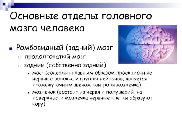 Основные отделы головного мозга человека Ромбовидный (задний) мозг продолговатый мозг задний (собственно