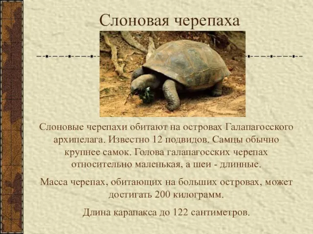 Слоновая черепаха Слоновые черепахи обитают на островах Галапагосского архипелага. Известно 12 подвидов.