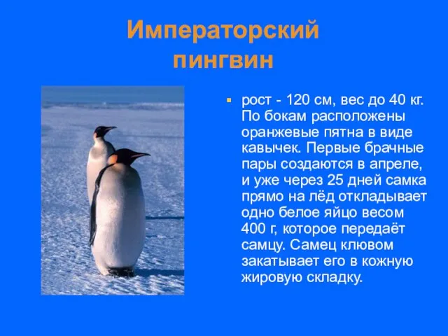 Императорский пингвин рост - 120 см, вес до 40 кг. По бокам