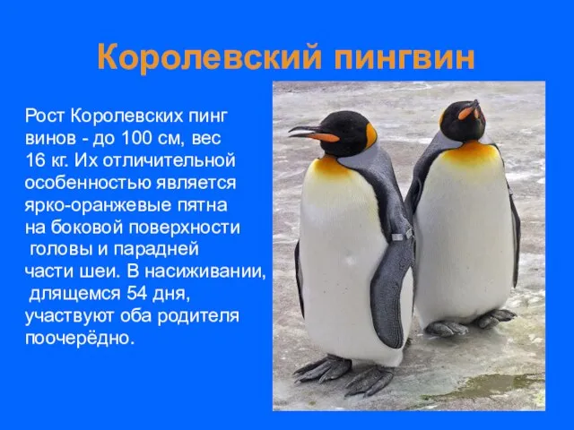 Королевский пингвин Рост Королевских пинг винов - до 100 см, вес 16