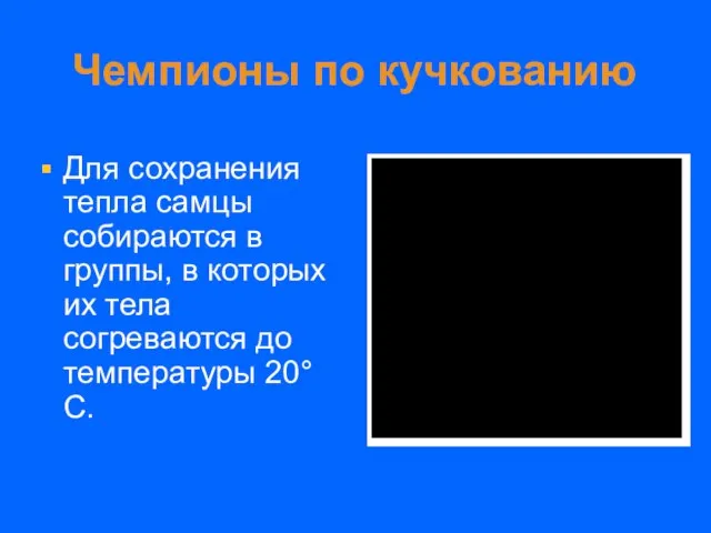 Чемпионы по кучкованию Для сохранения тепла самцы собираются в группы, в которых