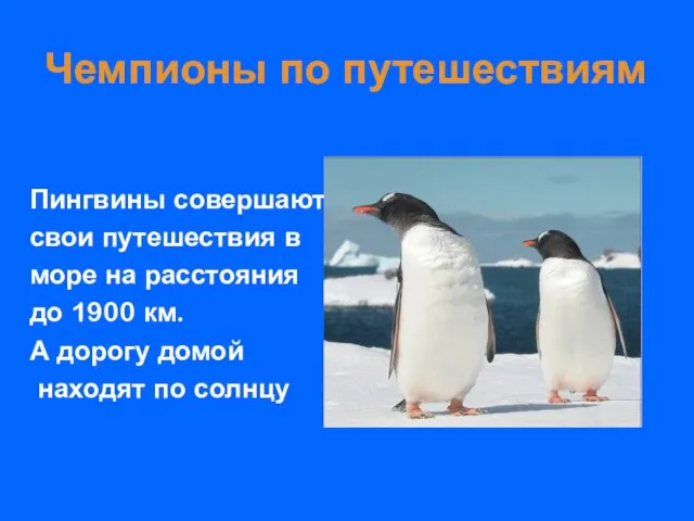 Чемпионы по путешествиям Пингвины совершают свои путешествия в море на расстояния до