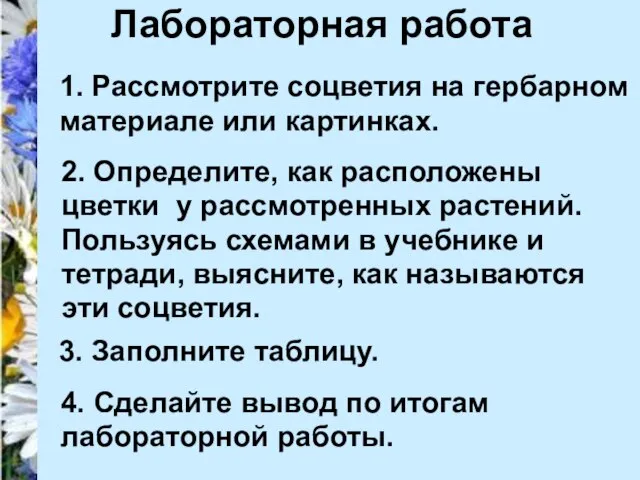 Лабораторная работа 1. Рассмотрите соцветия на гербарном материале или картинках. 2. Определите,