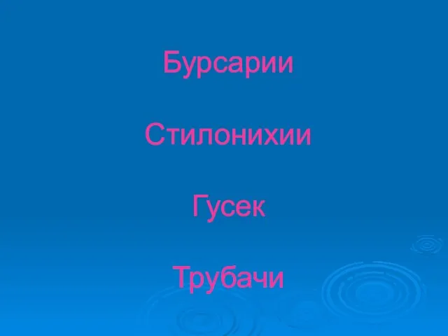 Бурсарии Стилонихии Гусек Трубачи