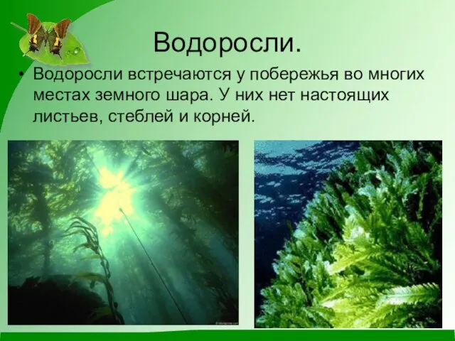 Водоросли. Водоросли встречаются у побережья во многих местах земного шара. У них