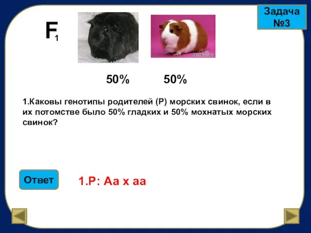 F 1 Задача №3 50% 50% 1.Каковы генотипы родителей (Р) морских свинок,