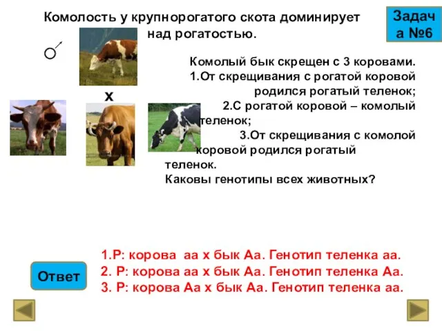 Комолость у крупнорогатого скота доминирует над рогатостью. Задача №6 х Комолый бык