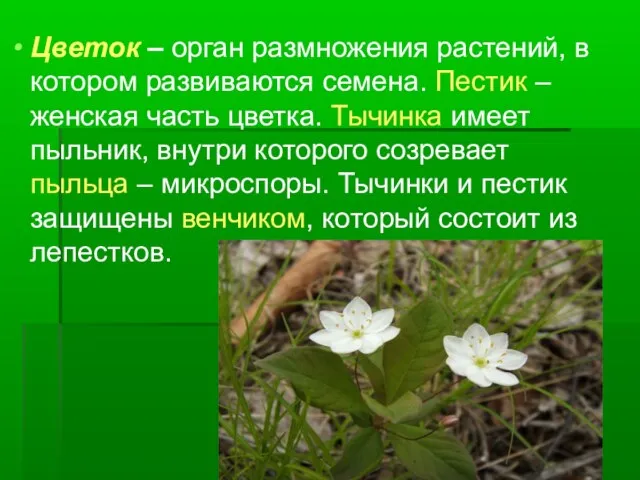 Цветок – орган размножения растений, в котором развиваются семена. Пестик – женская