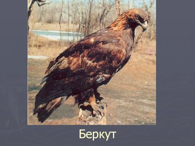 Беркут