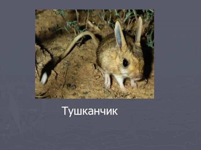 Тушканчик