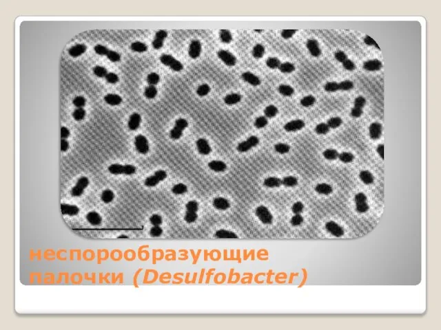 неспорообразующие палочки (Desulfobacter)