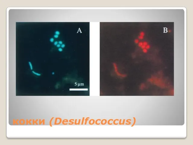 кокки (Desulfococcus)