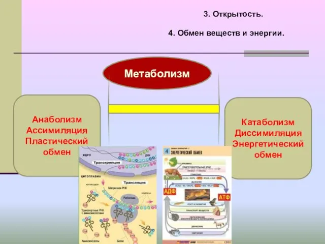 3. Открытость. 4. Обмен веществ и энергии. Метаболизм Анаболизм Ассимиляция Пластический обмен Катаболизм Диссимиляция Энергетический обмен