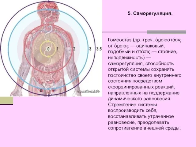 5. Саморегуляция. Гомеоста́з (др.-греч. ὁμοιοστάσις от ὁμοιος — одинаковый, подобный и στάσις