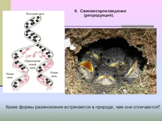 6. Самовоспроизведение (репродукция). Какие формы размножения встречаются в природе, чем они отличаются?